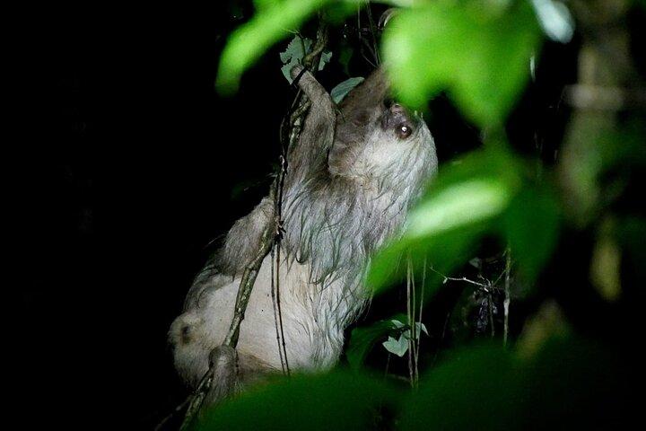 La Fortuna Nattevandring i regnskov med høj biodiversitet