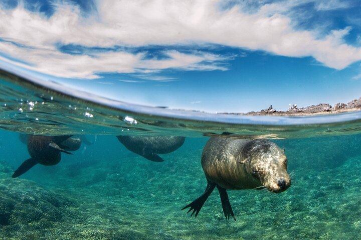 Aventure île Espíritu Santo: Snorkeling avec otaries et plage.