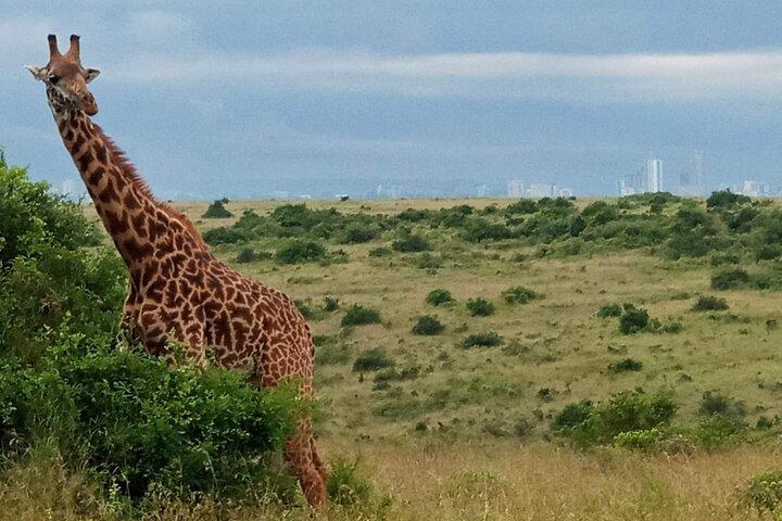 Nairobi National Park Half day trip with 4x4 Safari Land Cruiser