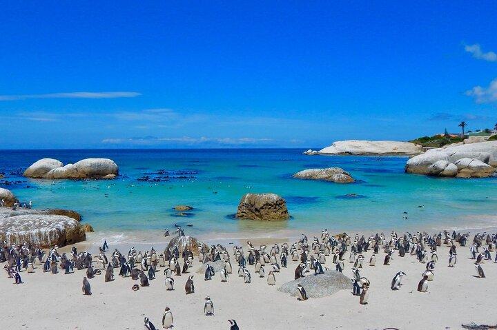 Heldags privat Cape Peninsula og Boulders Beach Tour