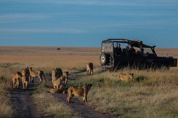 13 días de safari por el desierto de Gorila, Masai Mara y Serengeti