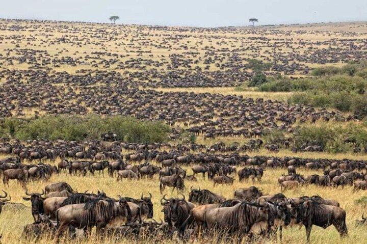 13 días de safari por el desierto de Gorila, Masai Mara y Serengeti