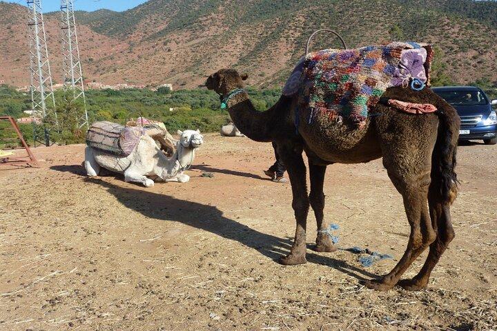 Private Full Day Tour from Marrakech to Ourika