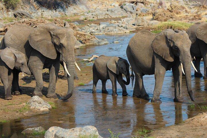 6 dagars privat Tanzania Midrange Safari Adventure