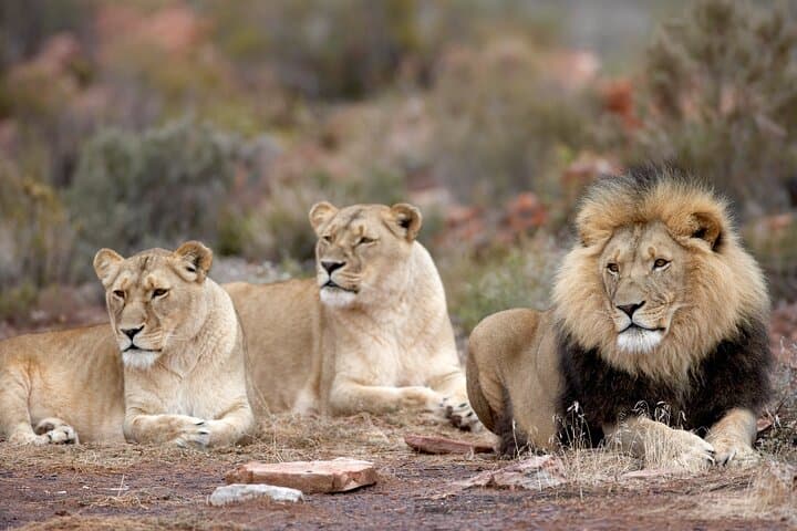 Big 5 Safari One Day Tour
