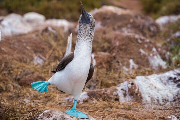 6-dages Galápagos Adventure Tour – start & slut på Baltra Lufthavn