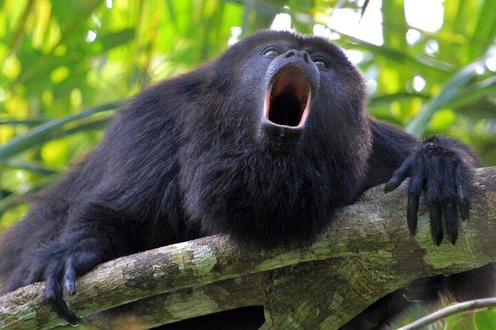 Estuário de Tamarindo: passeio de macaco de caiaque