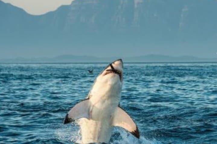 Cape Peninsula Table Mountain Penguin Colony Boulders