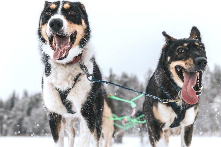 Husky e renne artiche, ciaspolate nella natura selvaggia