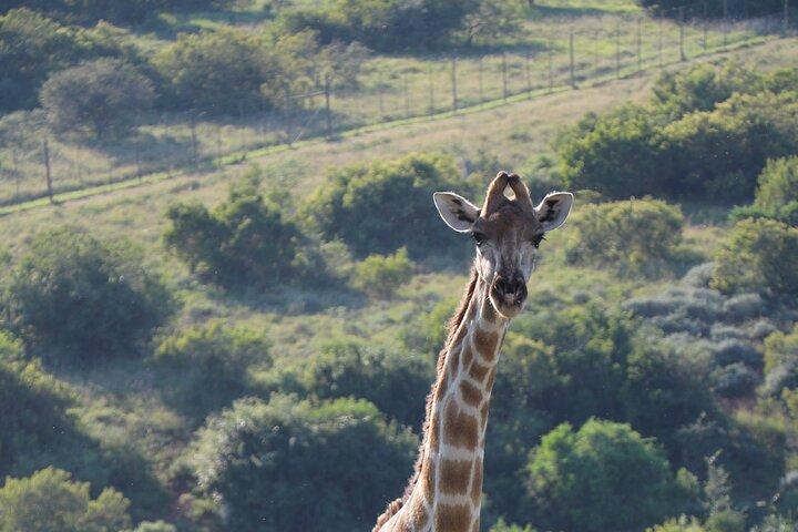 Addo Private Game Reserve Safari (Escocia)