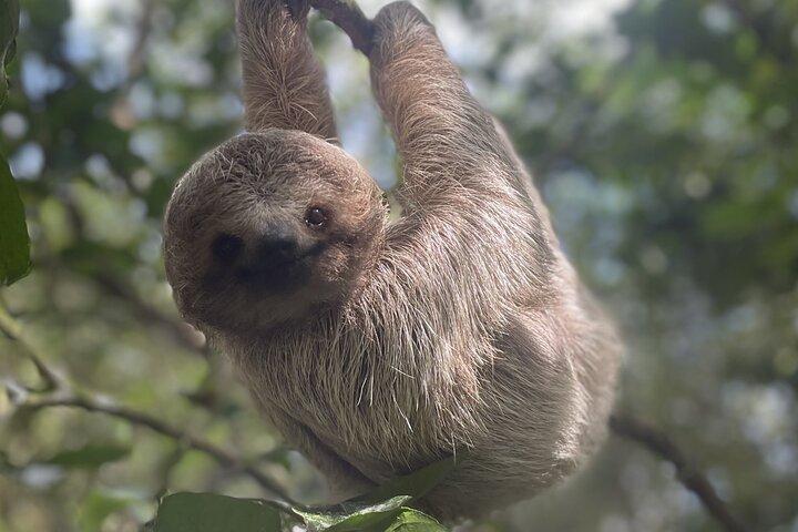 Sloth Discovery e Cascata Rio Celeste