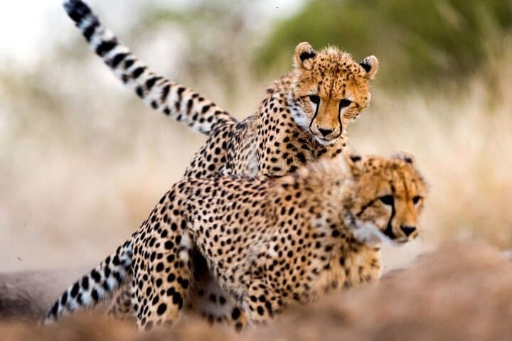 Nairobi National Park, Giraffe and Bomas Cultural Dance Show