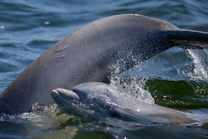 Frisky Mermaid Dolphin + sightseeingkryssning i Pensacola Beach
