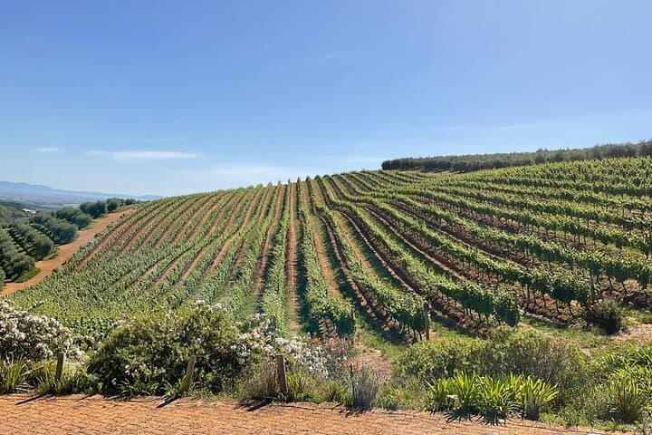 Cheetah Outreach and Award-Winning Winelands Full Day Tour