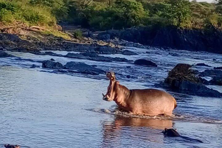8 dages privat safari i Serengeti-tur