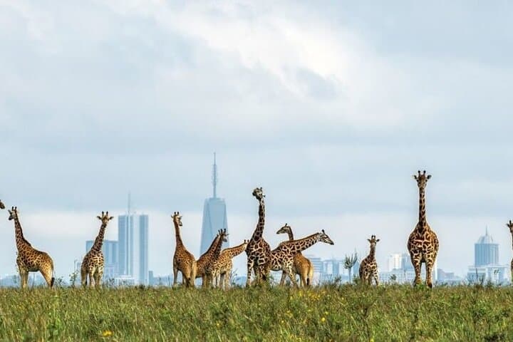 Nairobi; Giraffe Center and Karen Blixen museum.