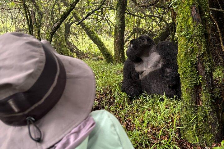 Transfert privé Gorilla Trekking de Kigali à Volcanoes N.Park