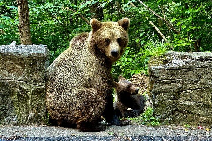 Bucareste: Top Gear Road e Wild Brown Bears Day Trip