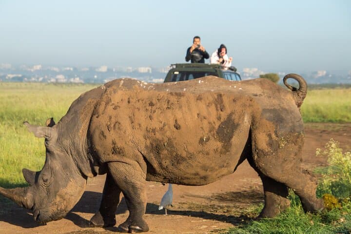 Nairobi National Park Half Day Tour with Jeep with Pickup