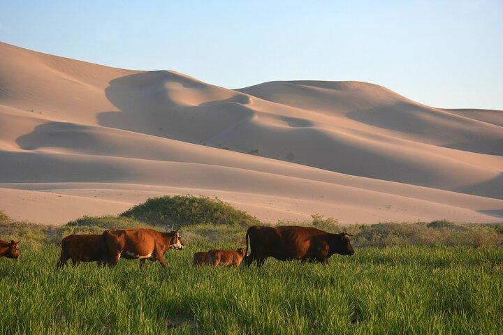 Tour privato del deserto mongolo del Gobi e di Terelj