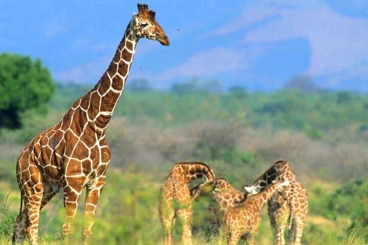 Private Tour To Giraffe Centre in Nairobi