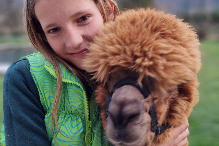 Caminhando com alpacas - Domačija Loncnar - Bohinj