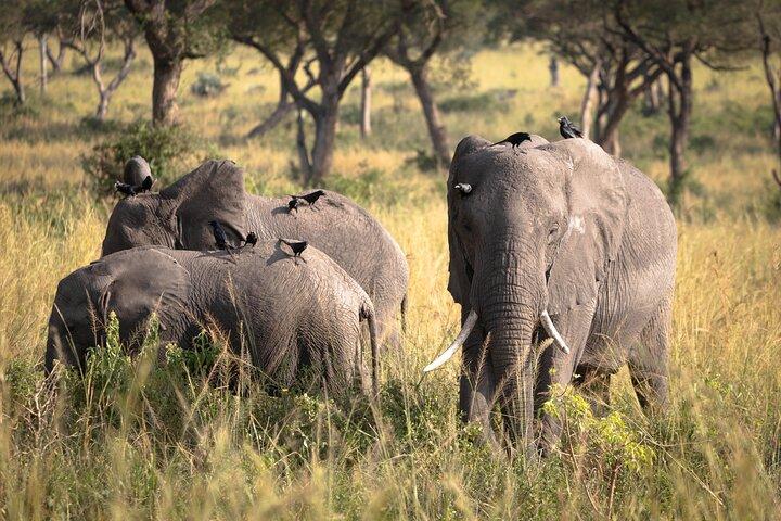 Uganda: Privat 14 dages safaritur