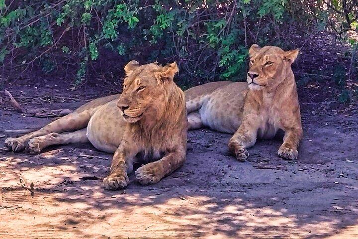 Chobe Explorer: Safari terrestre e fluviale di un’intera giornata