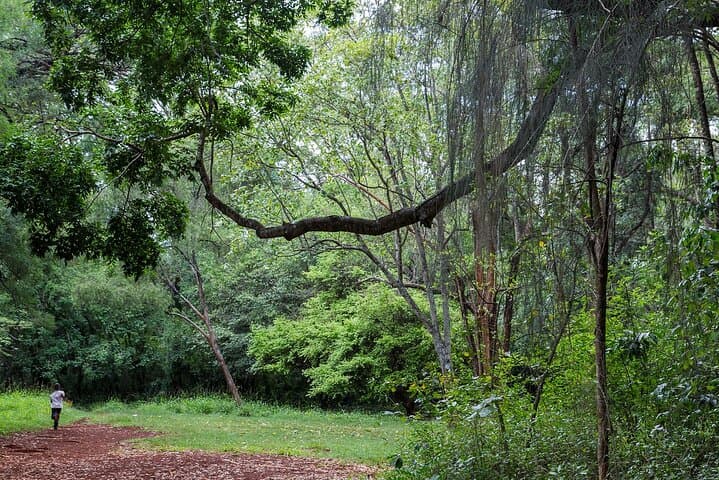 Private Day Tour to Nairobi Arboretum and Nairobi National Museum