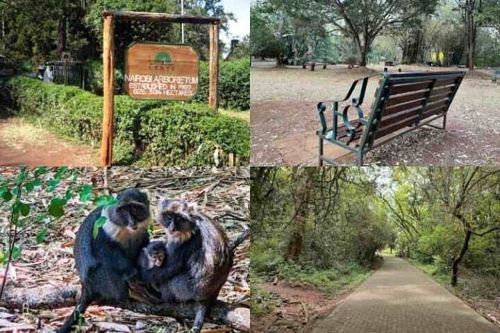 Private Day Tour to Nairobi Arboretum and Nairobi National Museum