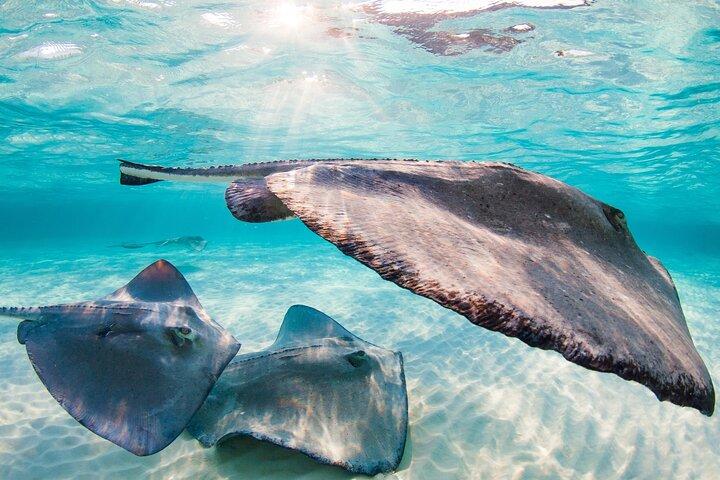 Tour Privado Stingray City e Uma Parada para Snorkeling