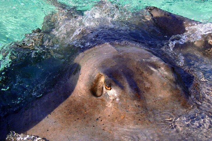 Halbtägige private Bootstour auf Grand Cayman