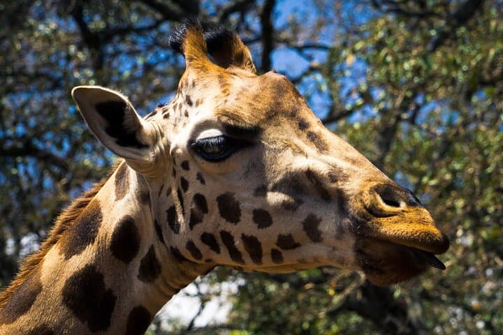 Private Giraffe Centre Experience in Nairobi