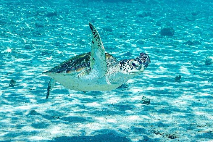 Island Treasures: Caves, Turtles and Turquoise Beach Break