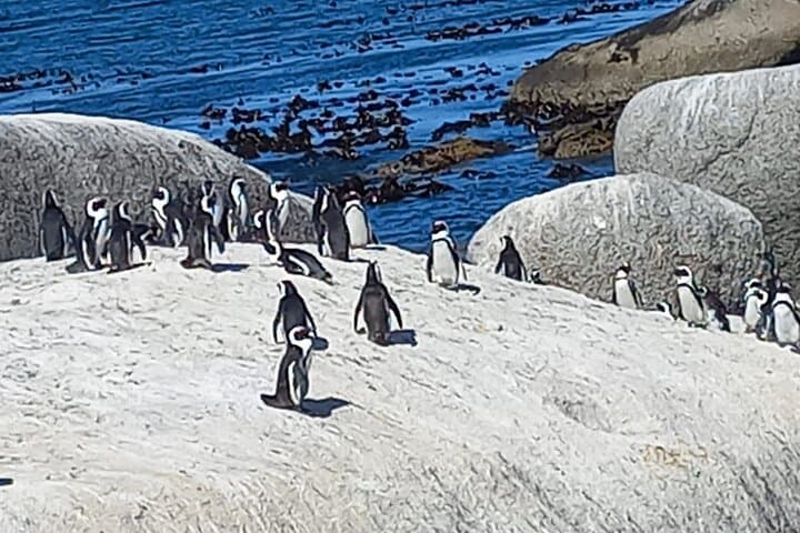 Private Full Day Tour in Cape of Good Hope and Penguin Watching