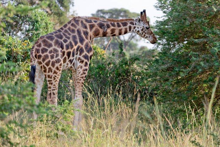 Uganda: Privat 14 dages safaritur