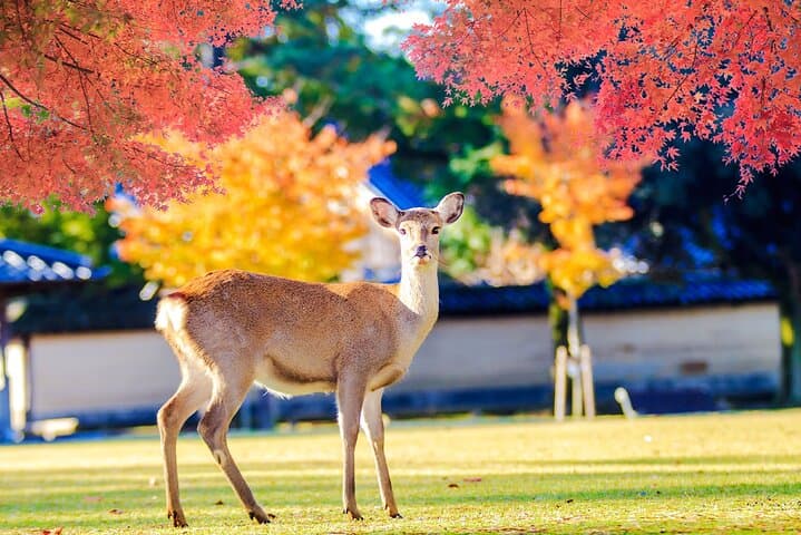 Kyoto Tour at Nara Park, Arashiyama and Fushimi Inari Shrine