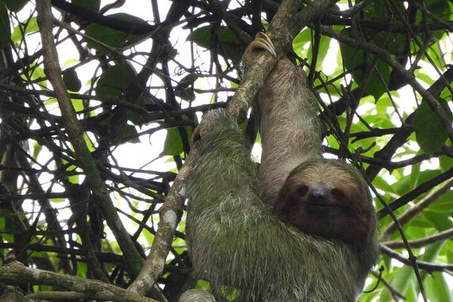 Sloths