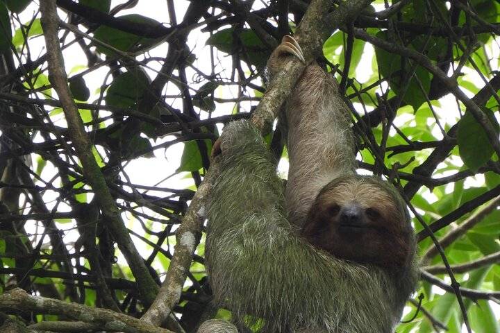 Sloths, Limon