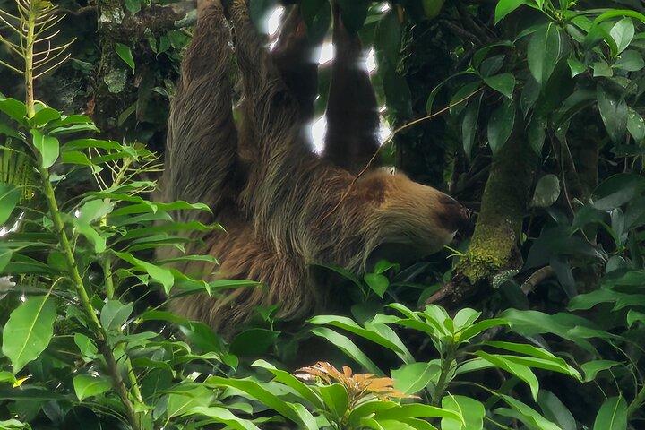Faultiertour im Regenwald ab Costa Rica