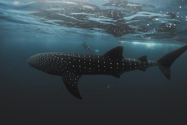6 Hrs Whale Shark Private Watching Activity in Isla Mujeres