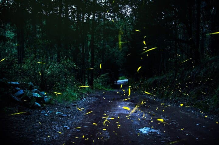 Visit of Fireflies Forest in private transport from mexico city