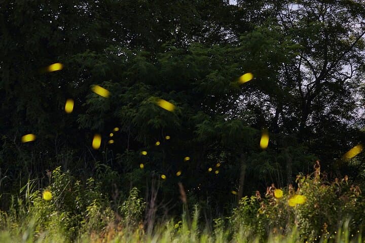 Visit of Fireflies Forest in private transport from mexico city