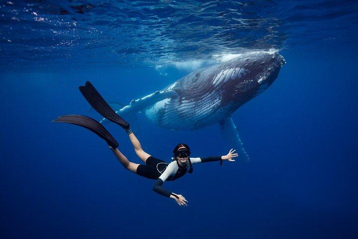 Nadar con ballenas en Gold Coast