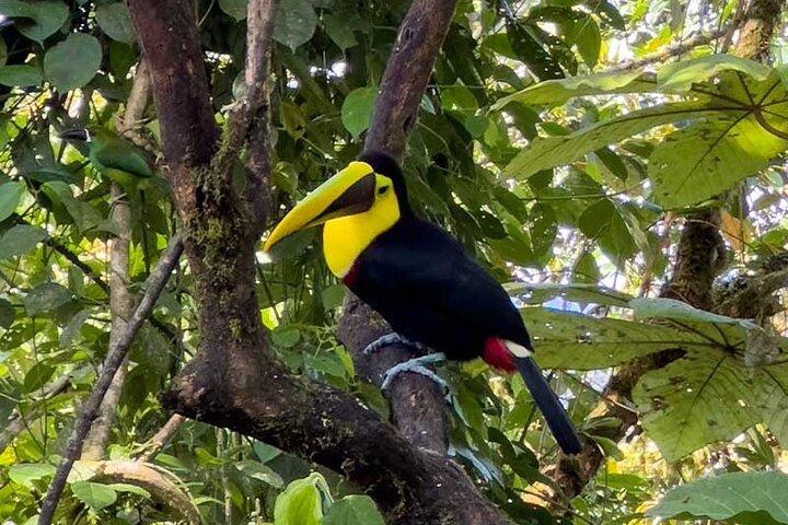 Mindo Cloud Forest Dagtrip vanuit Quito – Vogels kijken & Avontuur