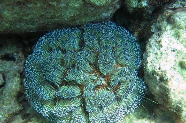 ムン島海洋公園でのシュノーケリング体験