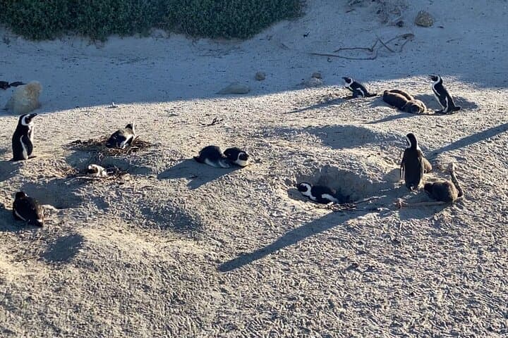 Private tour in Cape of Good Hope and Penguins from Cape Town