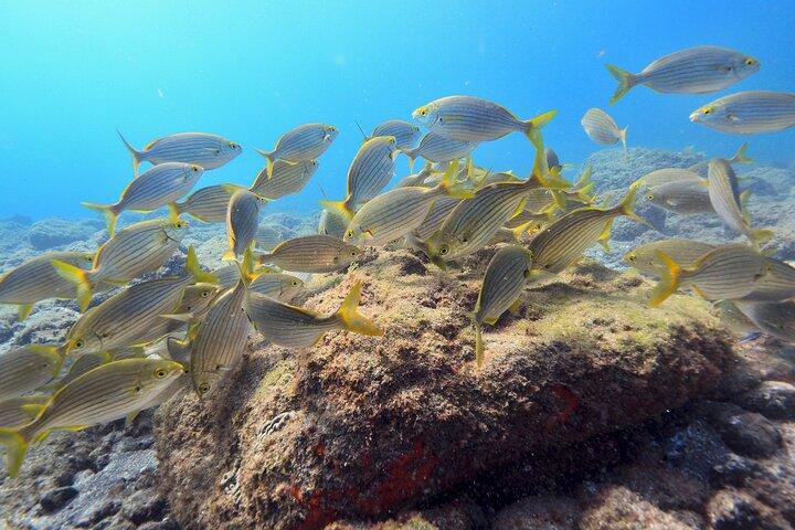 Guide til snorkling i det sydlige Gran Canaria