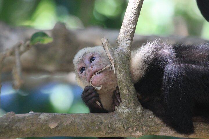 Guide til Carara National Park