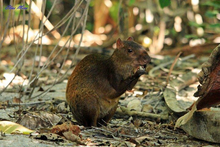 Guide til Carara National Park